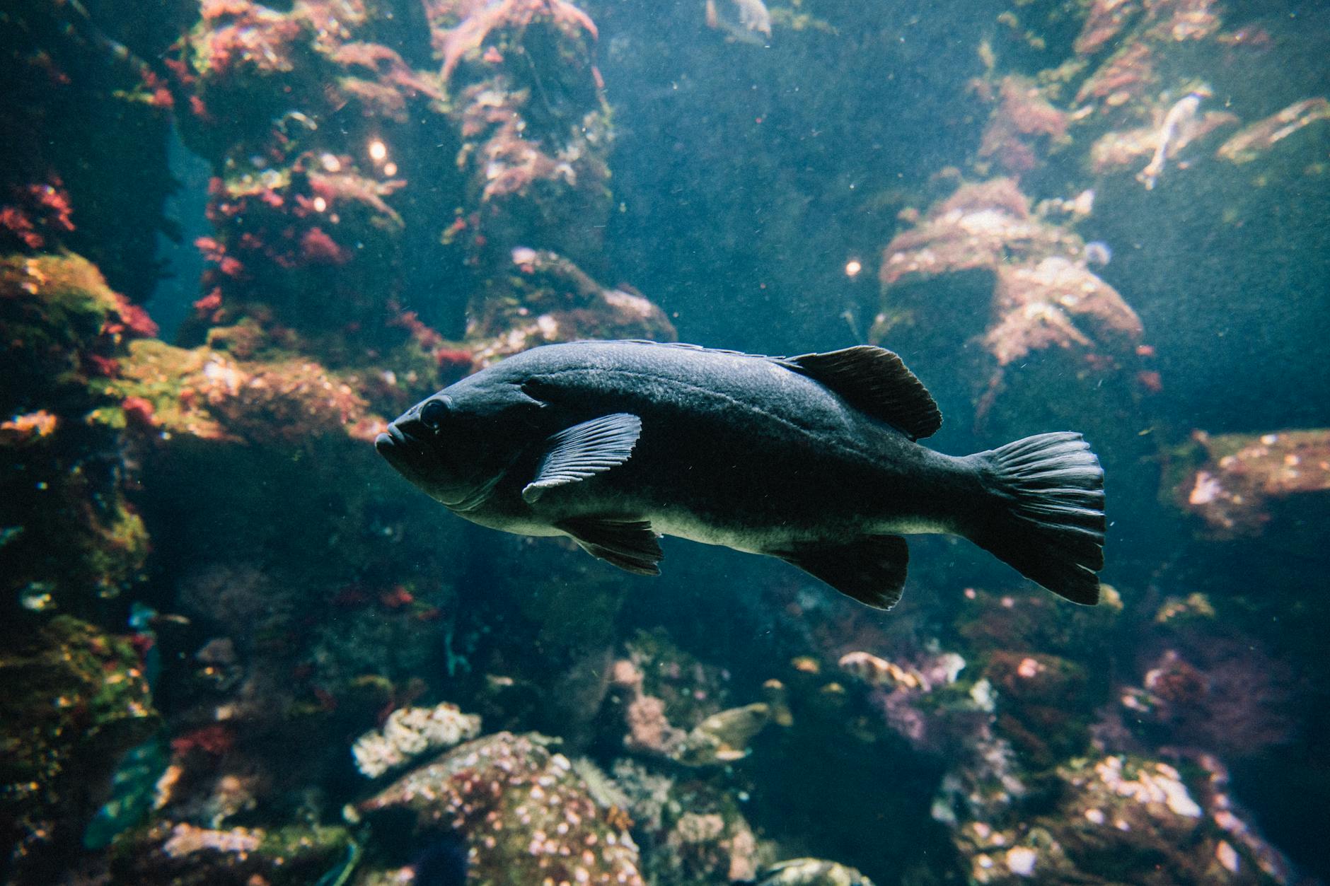 Exploring the Moskvarium's Aquatic Wonders