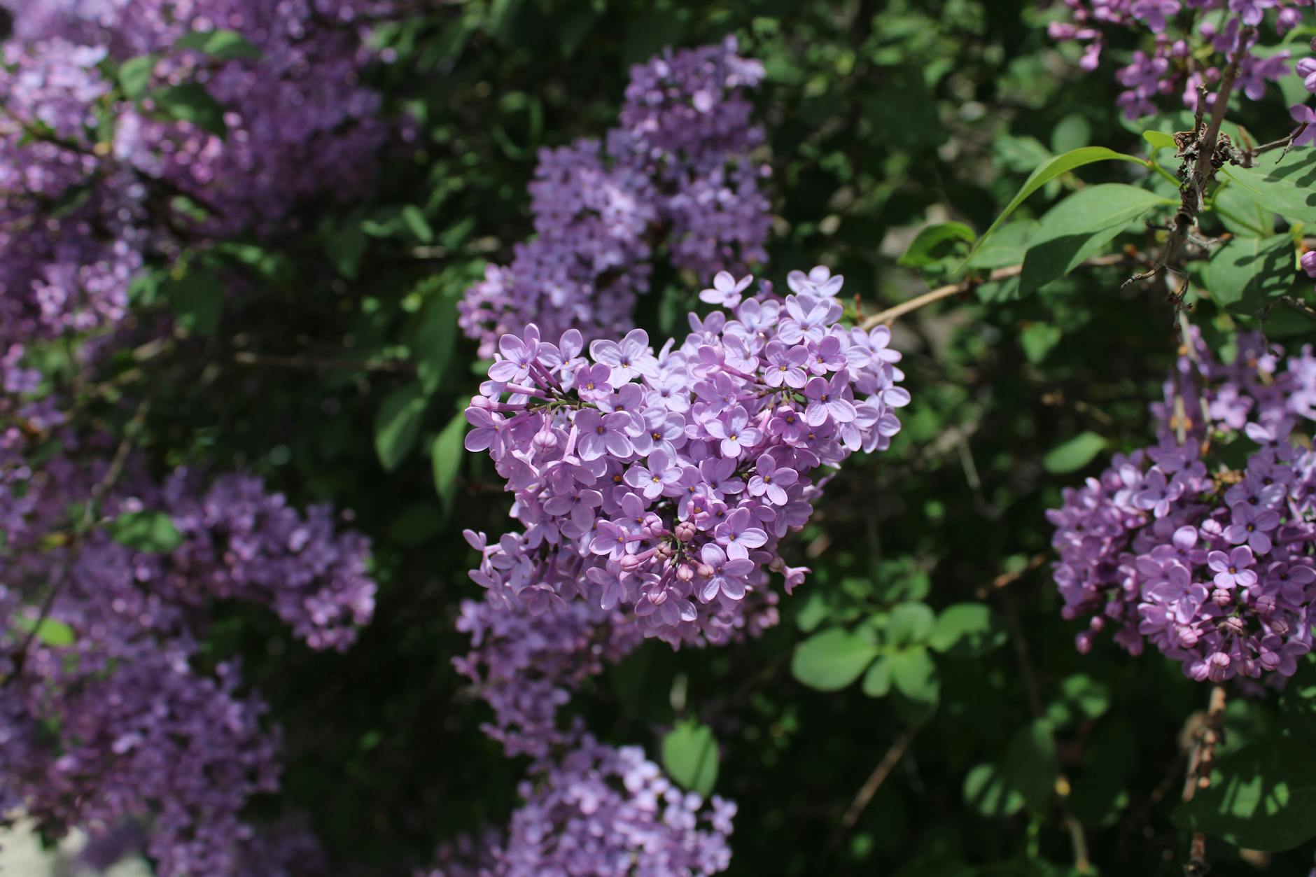 Lilac Garden: A Floral Oasis