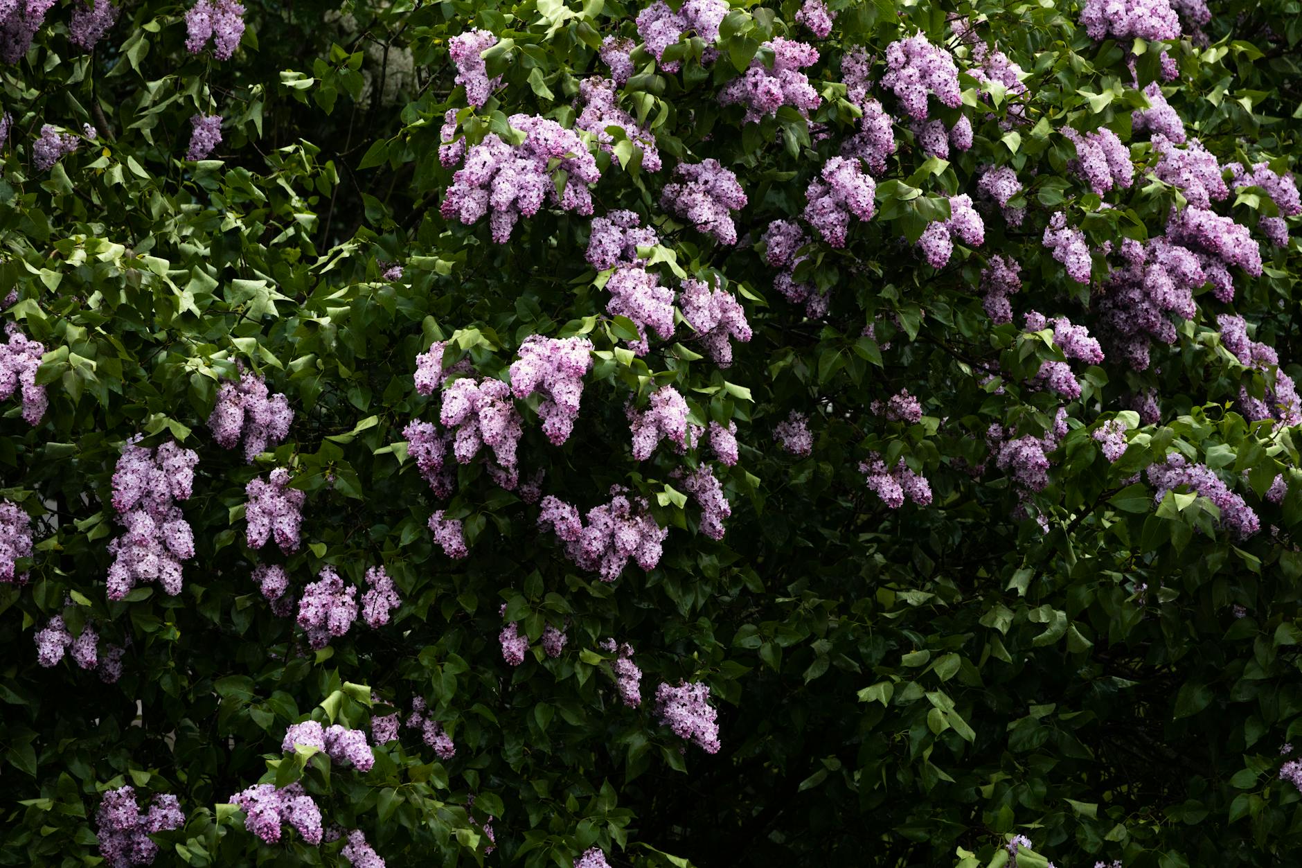 Lilac Garden Tips