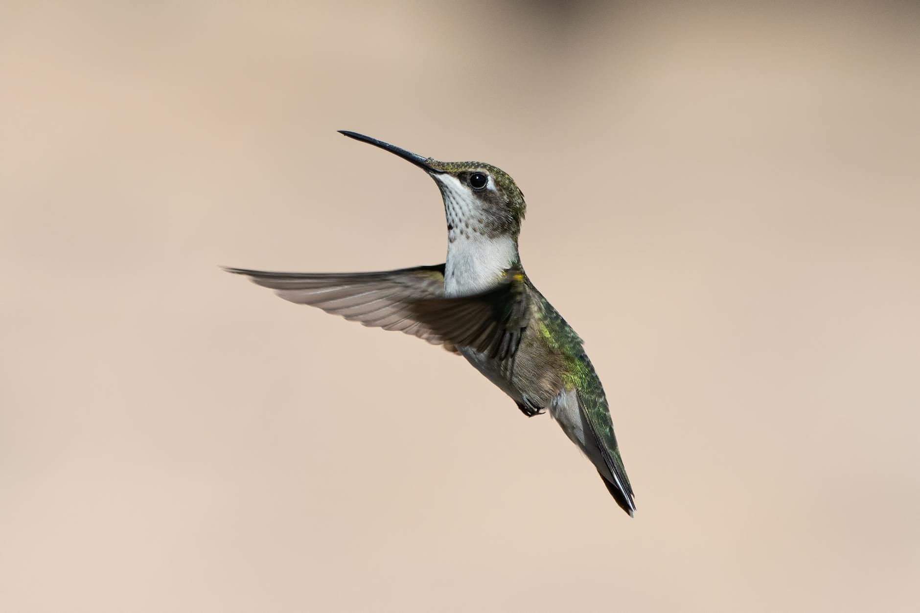 Wing Highlights for a Quick Visit