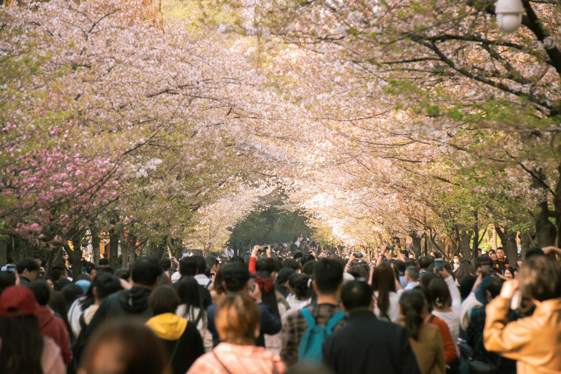 global cherry blossom festivals