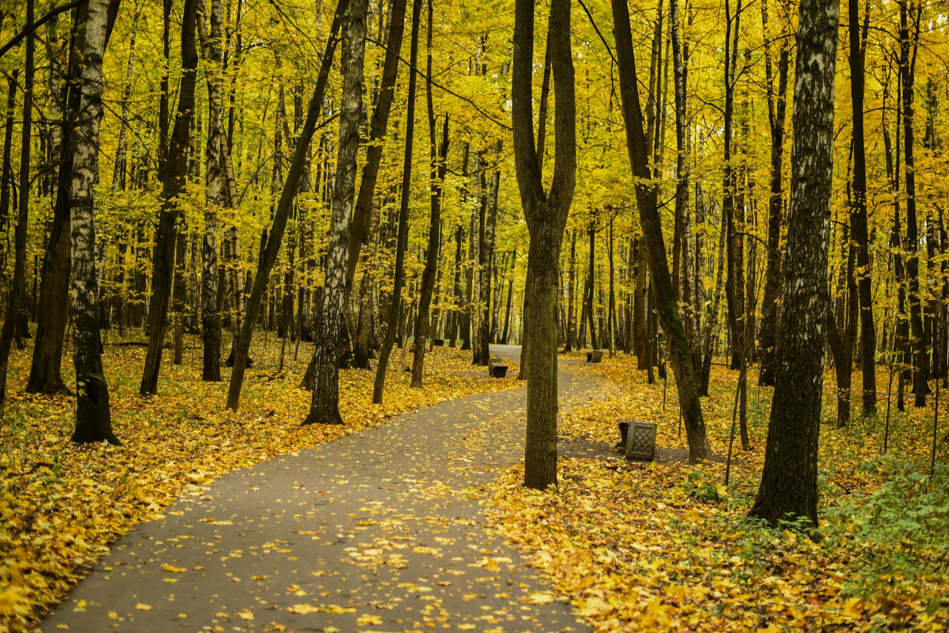 moscow fall foliage