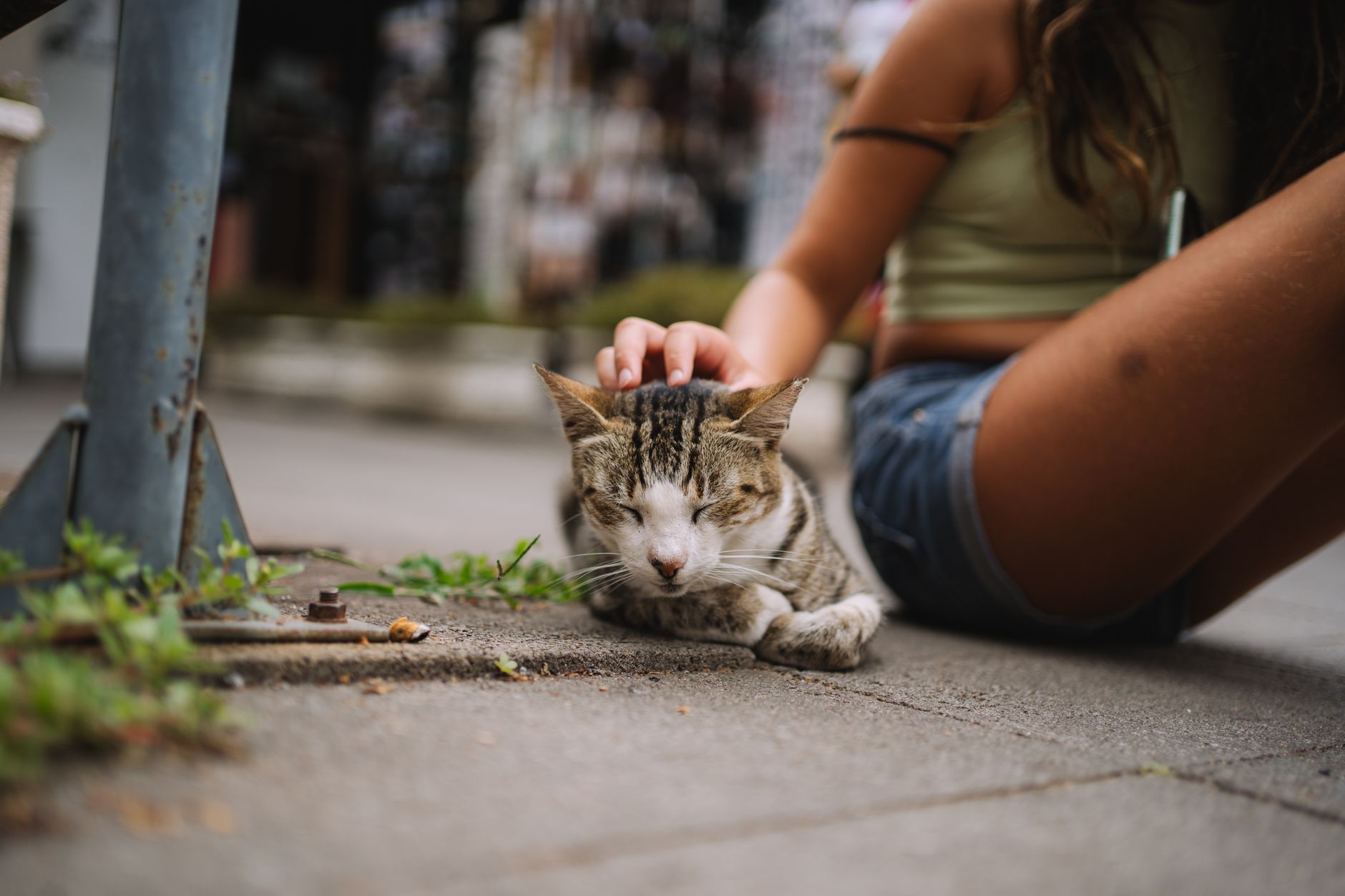 Step 1: Microchip